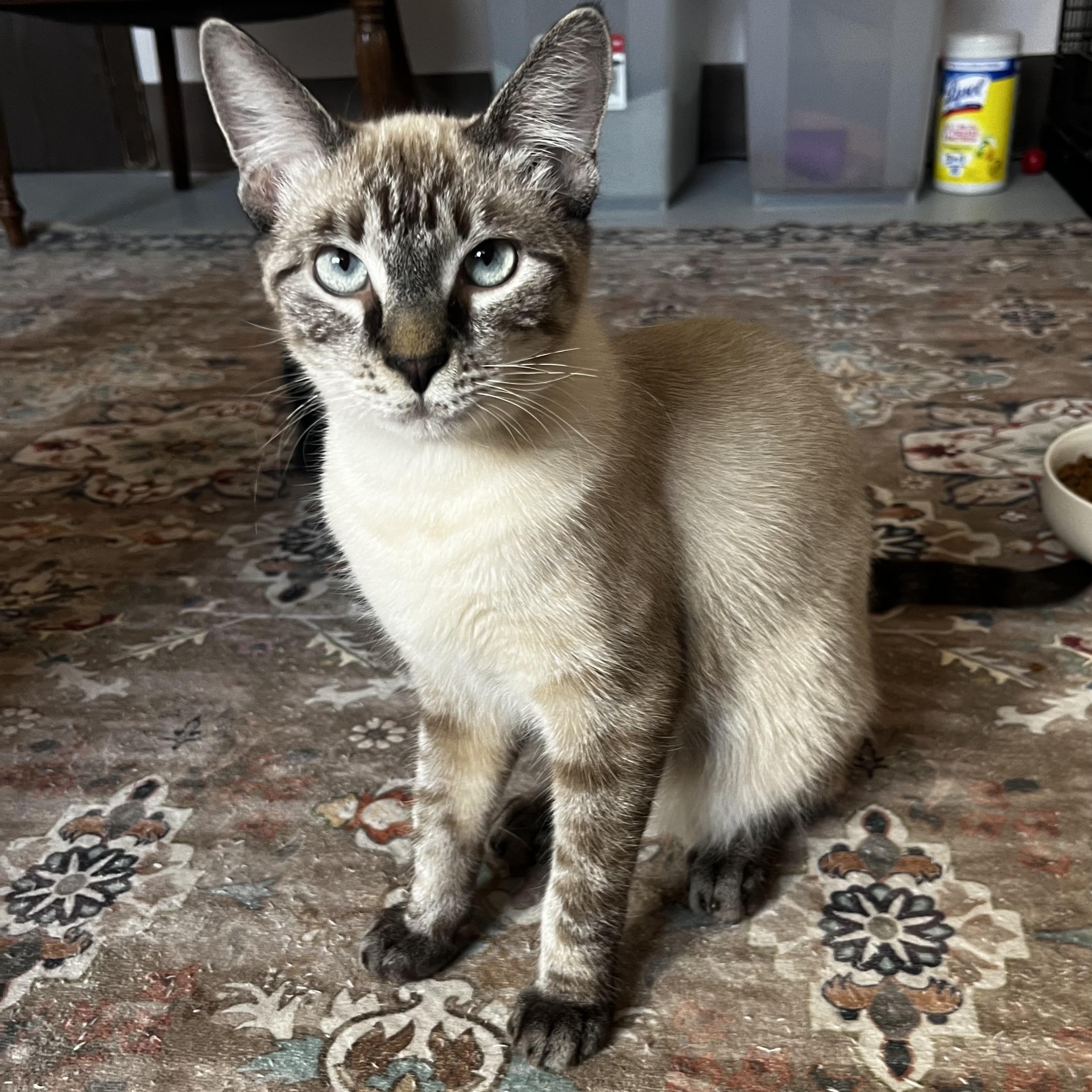 Dapple, Adoptable, Young Male Siamese.