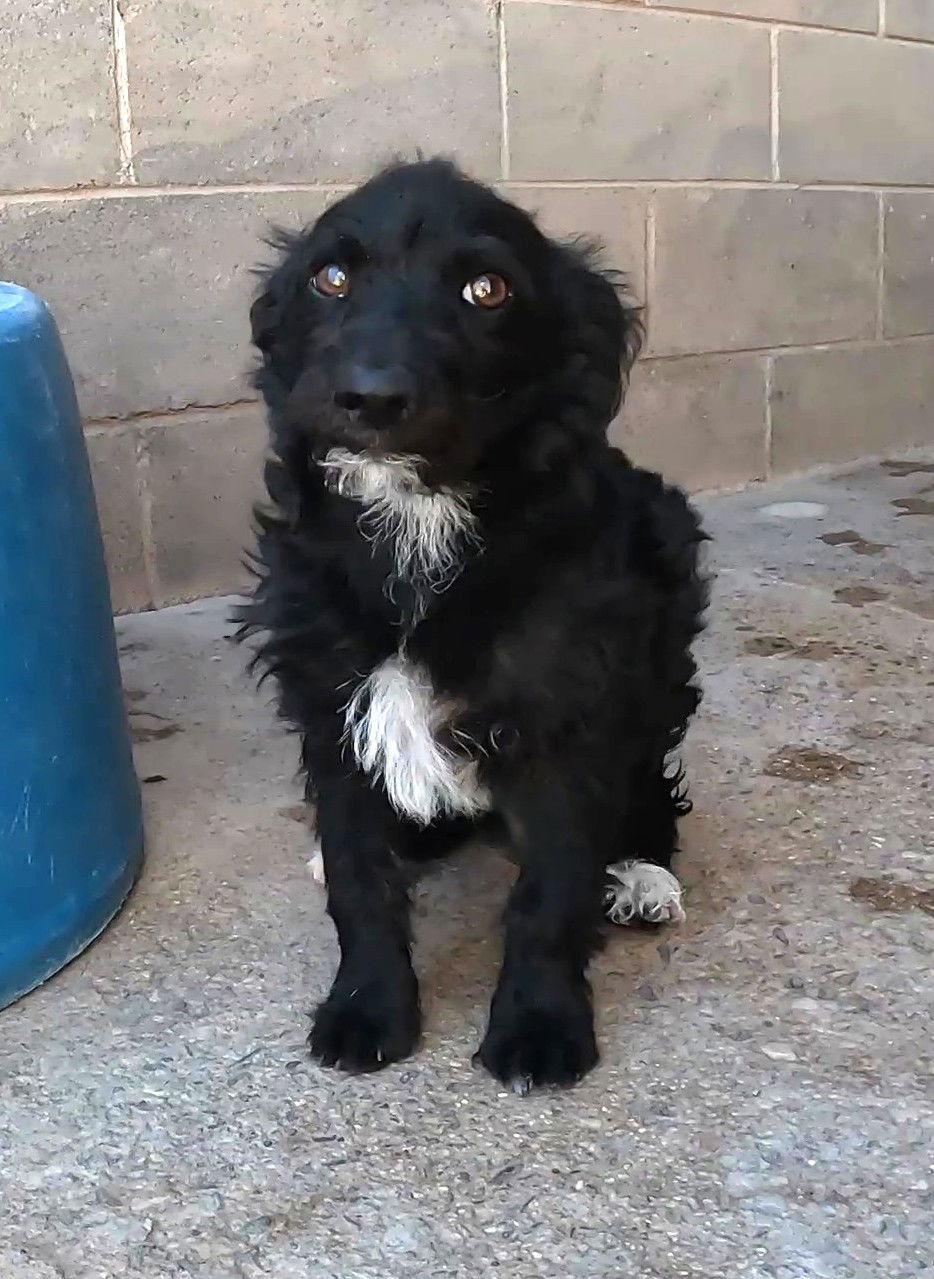 Bingo, Adopted, Young Male Terrier.