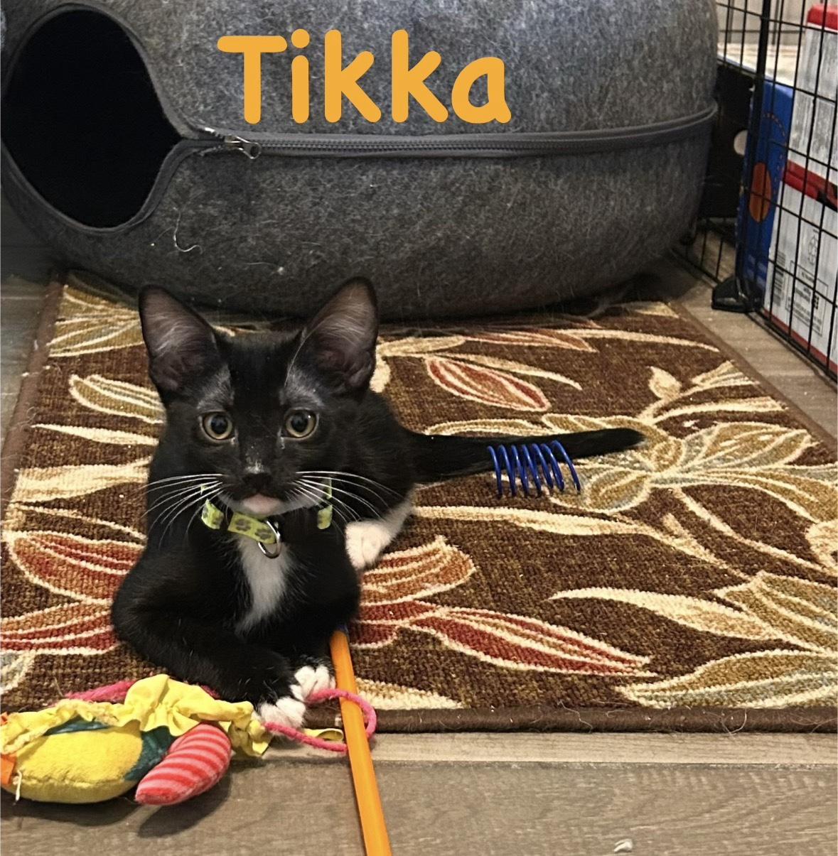 Enlarge Tikka, an adopted Tuxedo in Tucson, AZ image 1/1