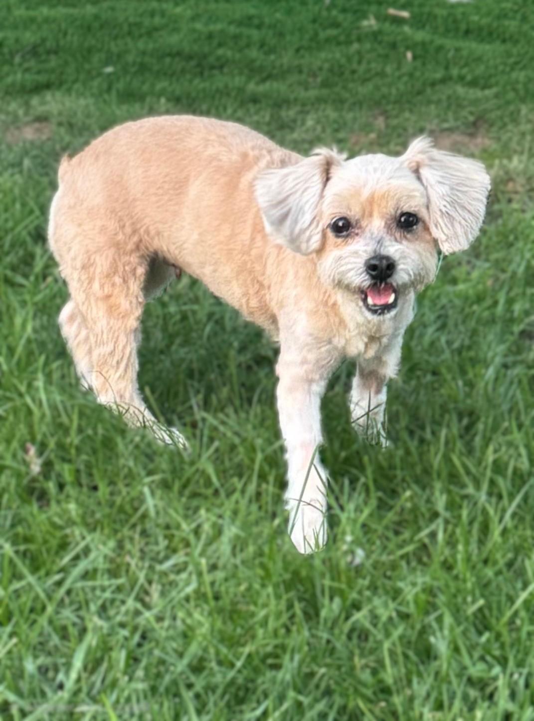 Shai, an adoptable Maltipoo in Bridgeton, MO image 2/3