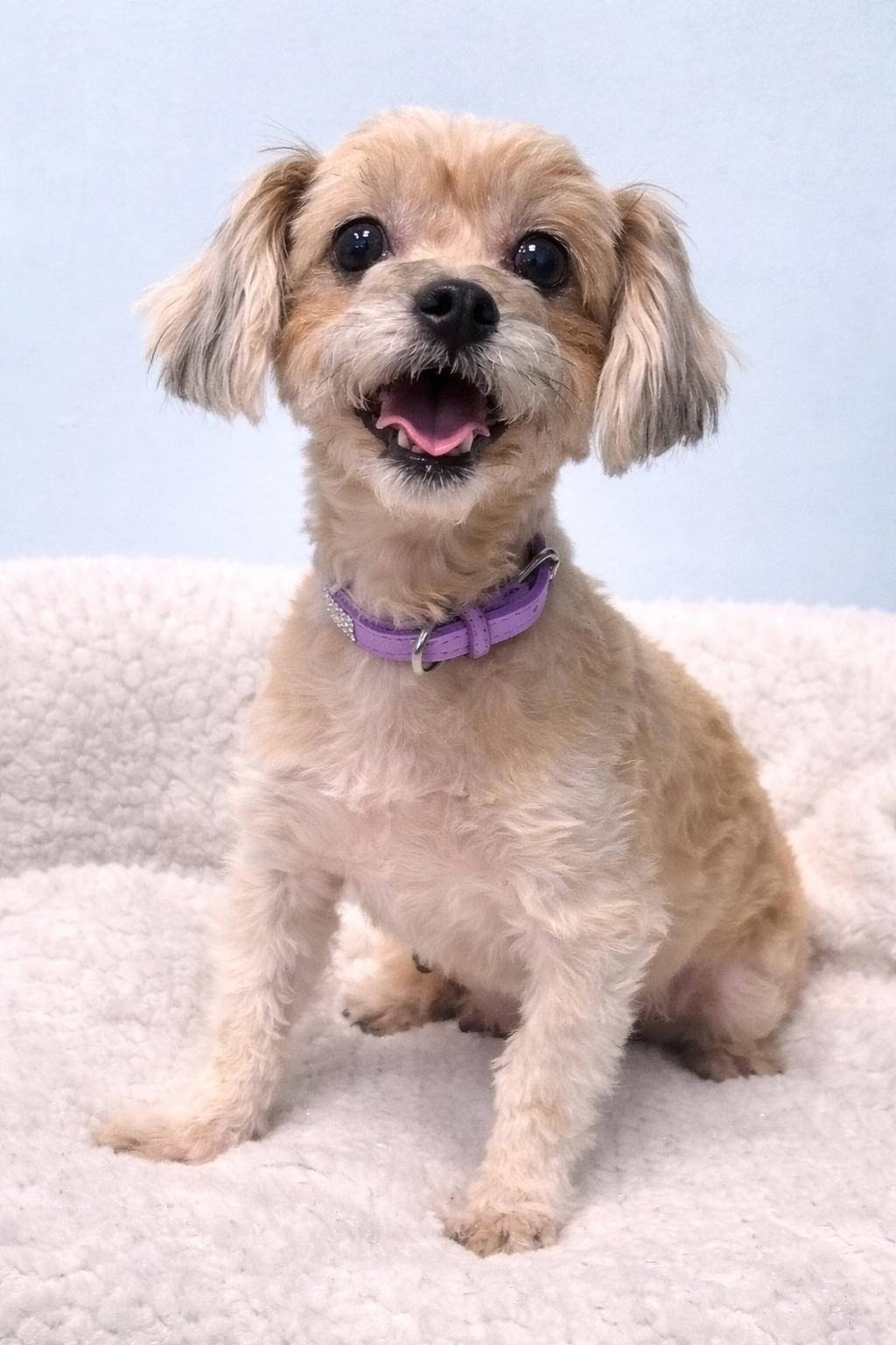 Enlarge Shai, a ADOPTABLE Maltipoo in Bridgeton, MO image 2/4