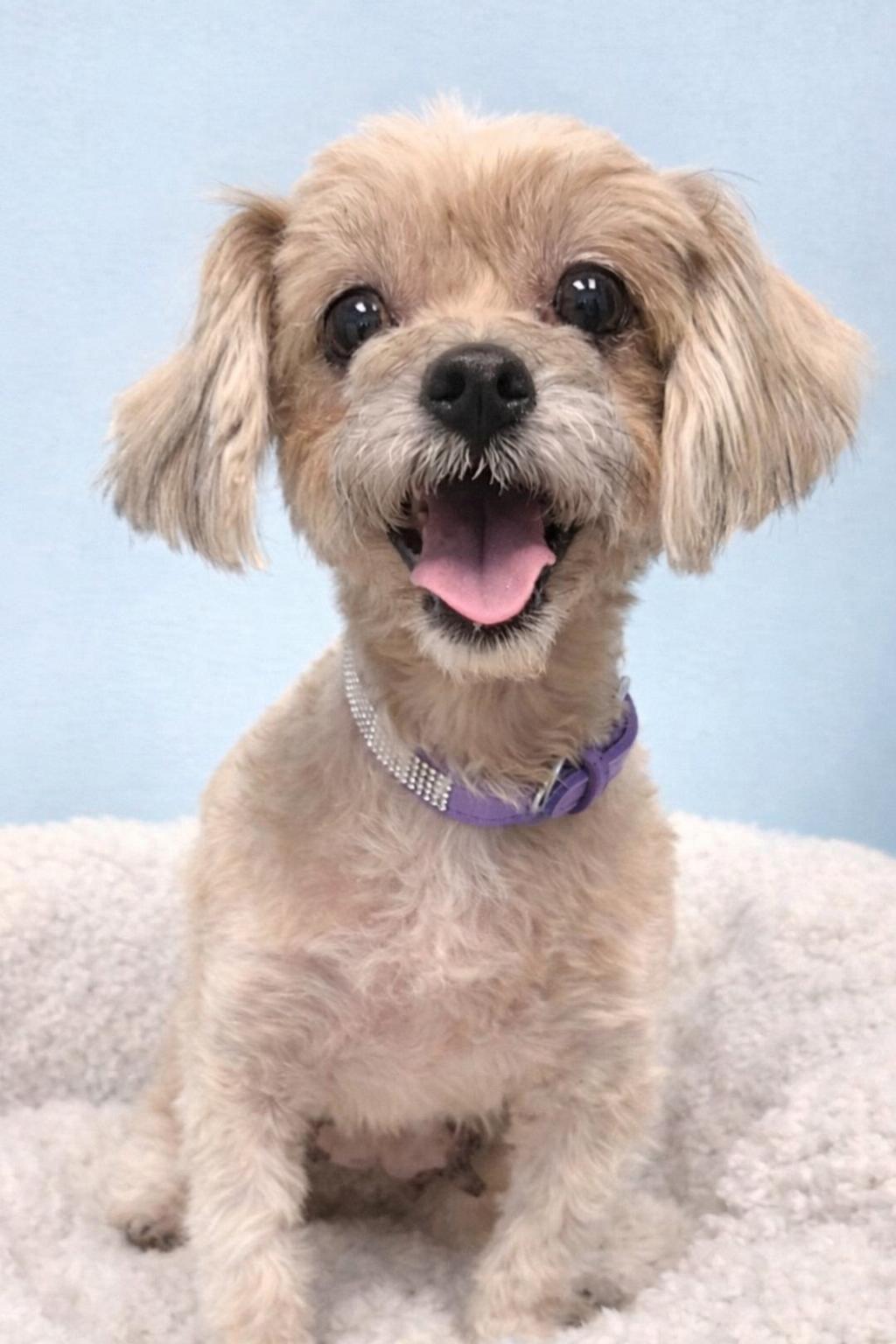 Enlarge Shai, a ADOPTABLE Maltipoo in Bridgeton, MO image 3/4