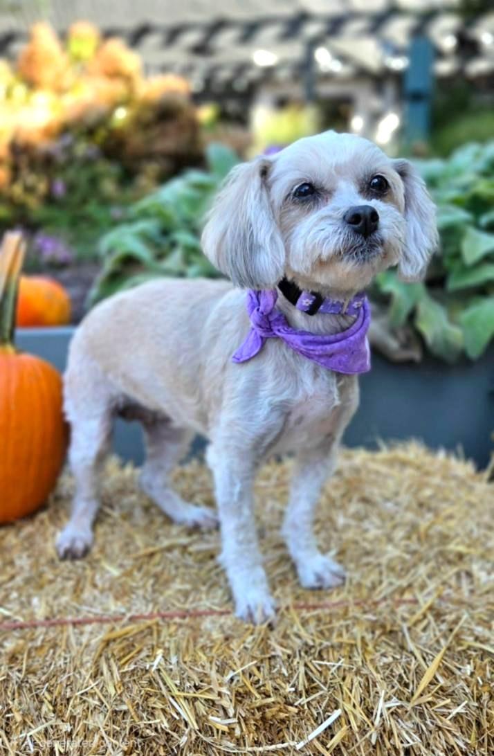 Shai, Adoptable, Adult Female Maltipoo.