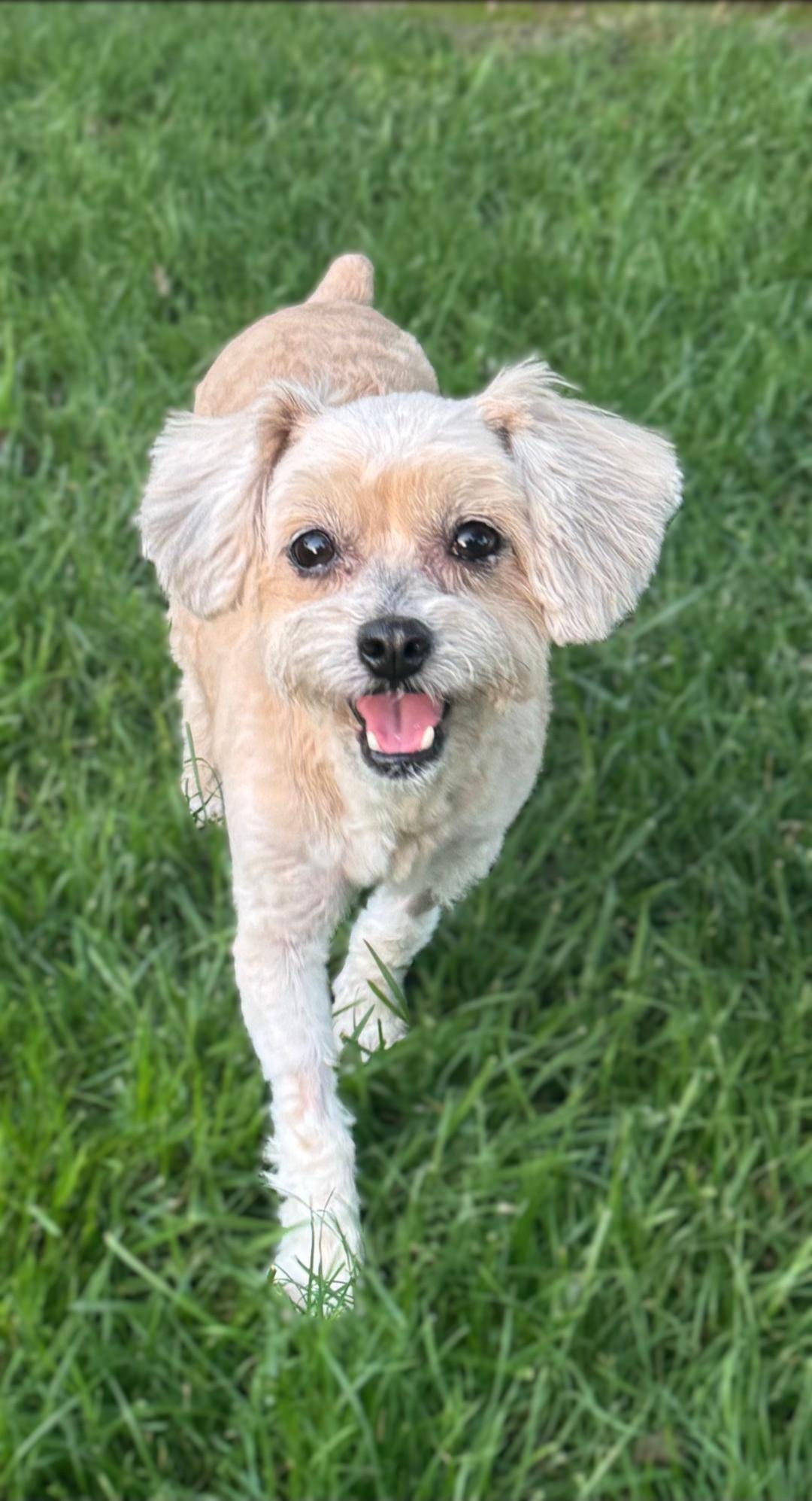 Shai, adoptable, Adult Female Maltipoo.