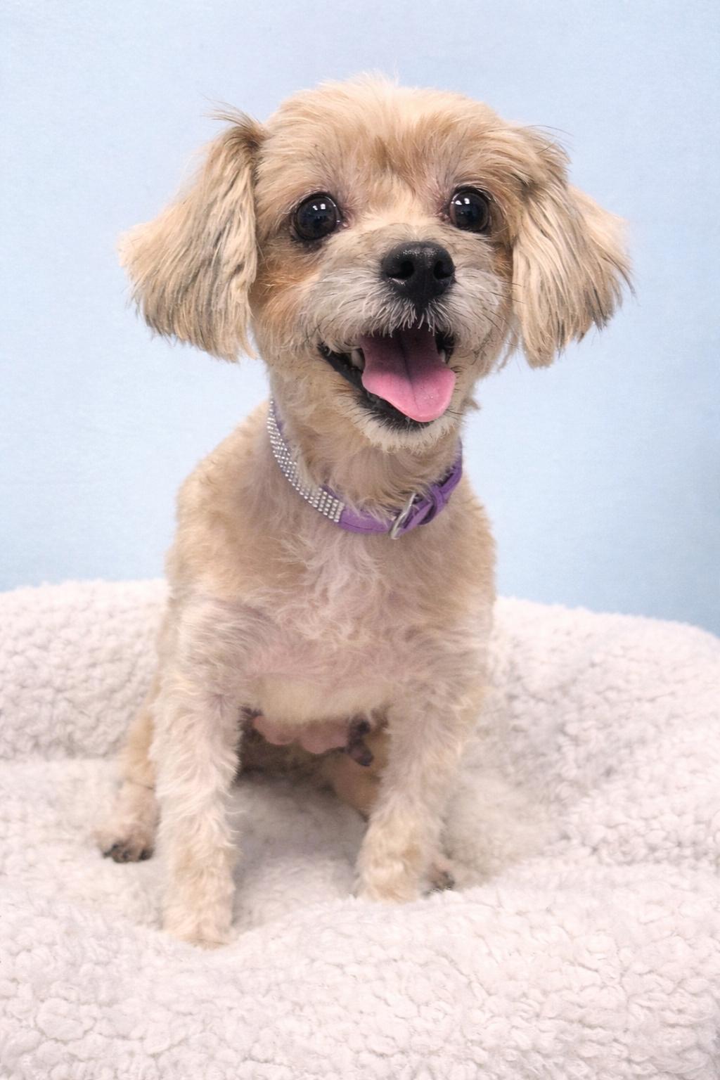 Enlarge Shai, a ADOPTABLE Maltipoo in Bridgeton, MO image 4/4