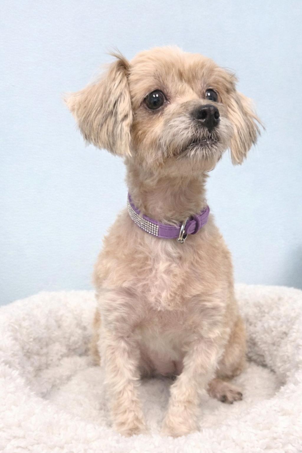 Enlarge Shai, a ADOPTABLE Maltipoo in Bridgeton, MO image 1/4