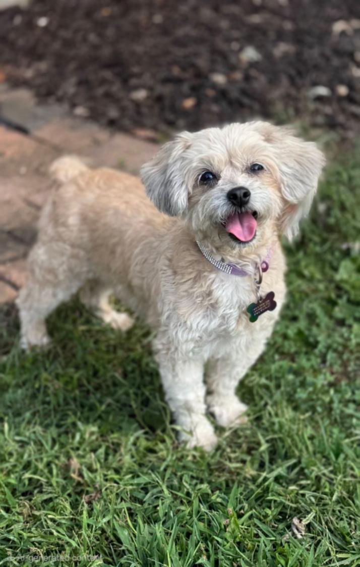 Enlarge Shai, a Adoptable Maltipoo in Bridgeton, MO image 1/4