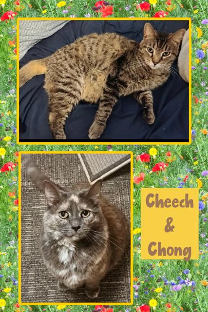Cheech & Chong, ADOPTABLE, Adult Male Domestic Short Hair.