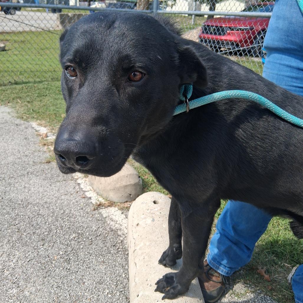 Ozzy, Adoptable, Adult Male German Shepherd Dog & Black Labrador Retriever.