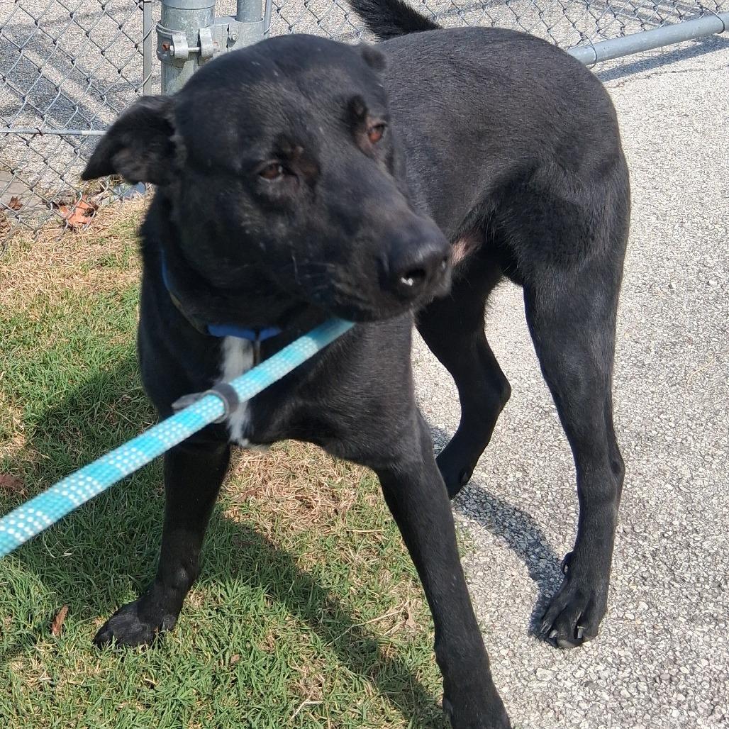 Ozzy, a Adoptable mixed breed in Vinita, OK image 4/5