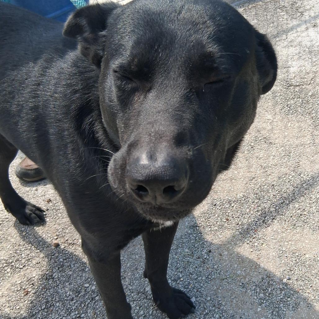 Ozzy, a Adoptable mixed breed in Vinita, OK image 5/5