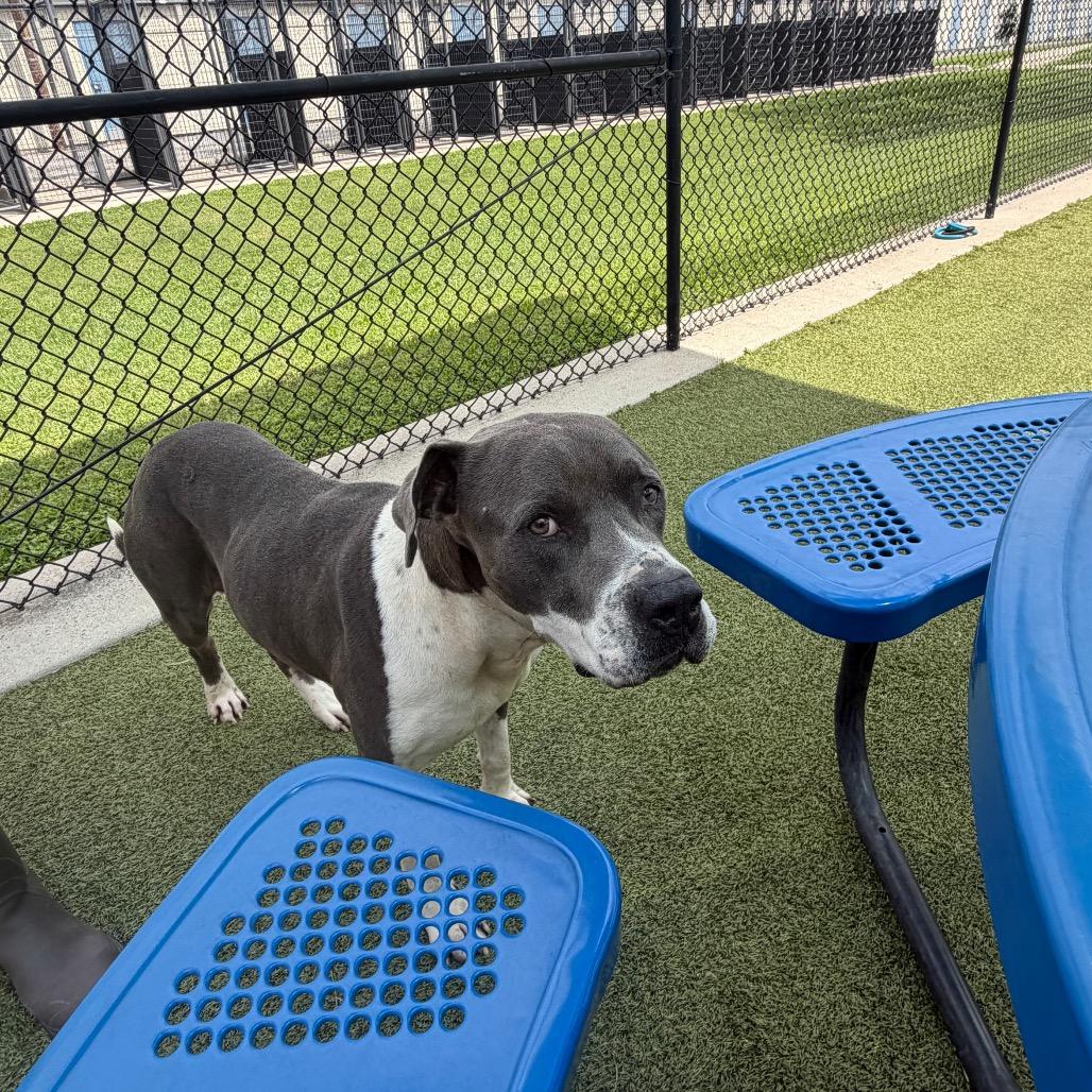 Criss Cross, Adoptable, Adult Male Pit Bull Terrier & Mixed Breed.