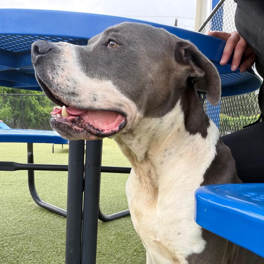 Enlarge Criss Cross, a Adoptable mixed breed in Bryan, TX image 2/6