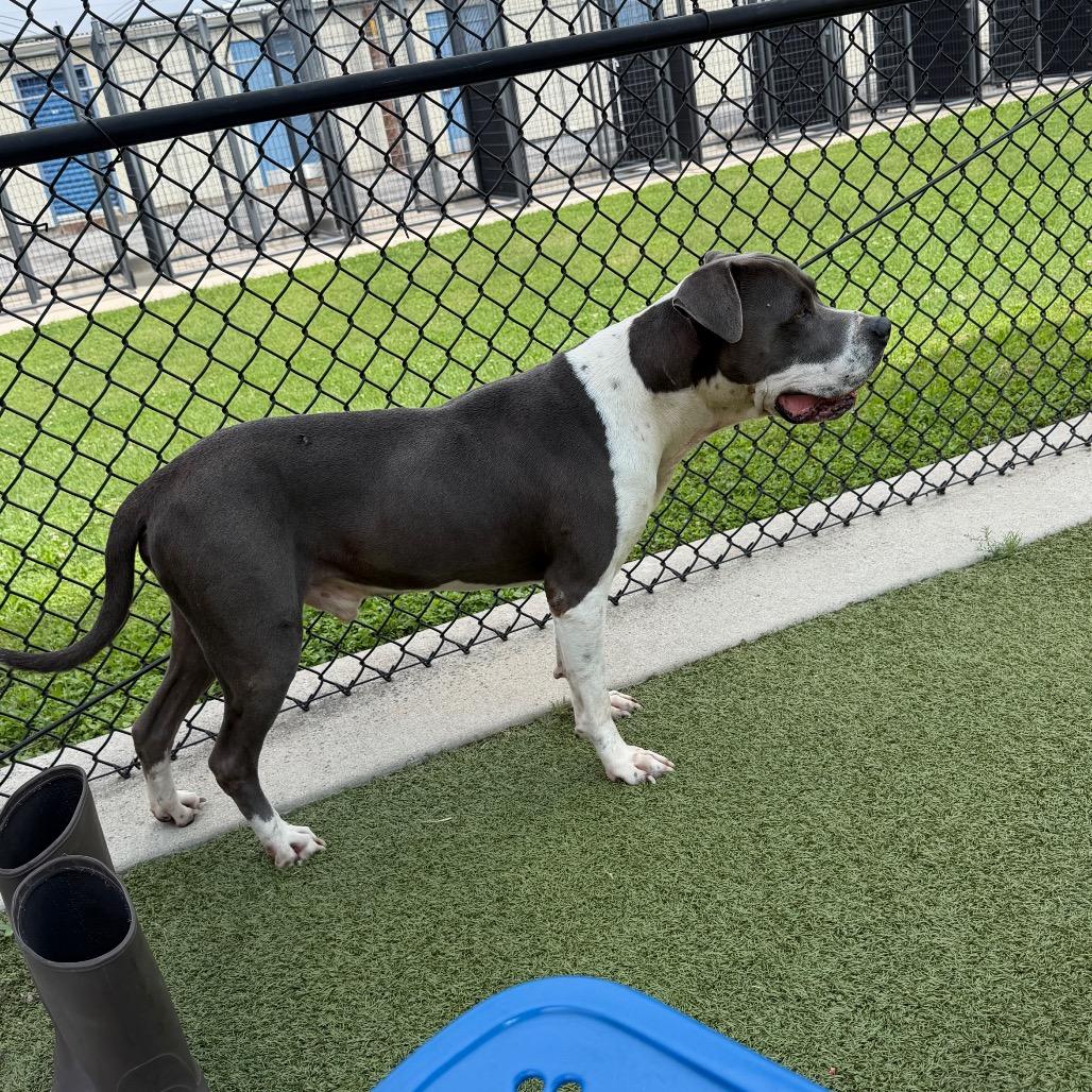 Enlarge Criss Cross, a Adoptable mixed breed in Bryan, TX image 3/6
