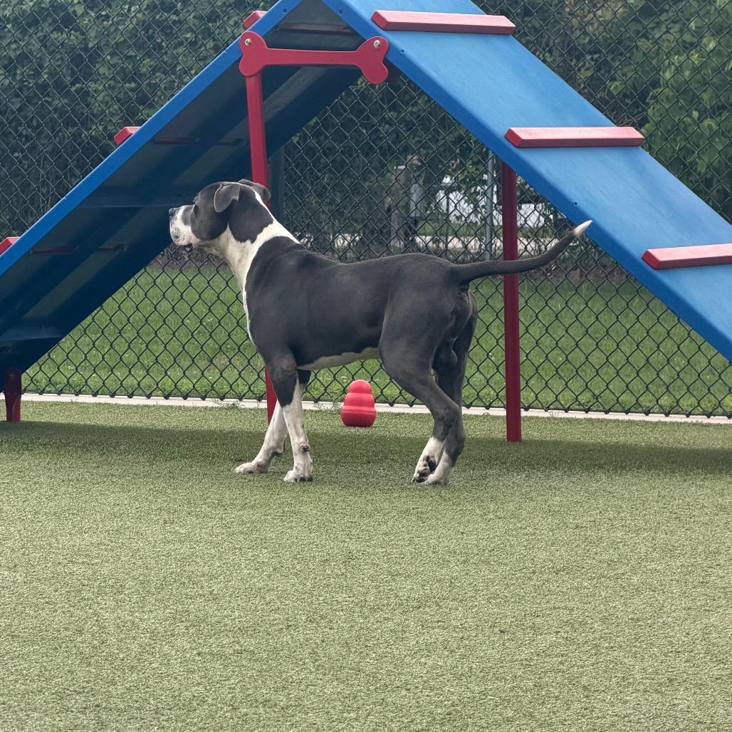 Enlarge Criss Cross, a Adoptable mixed breed in Bryan, TX image 4/6