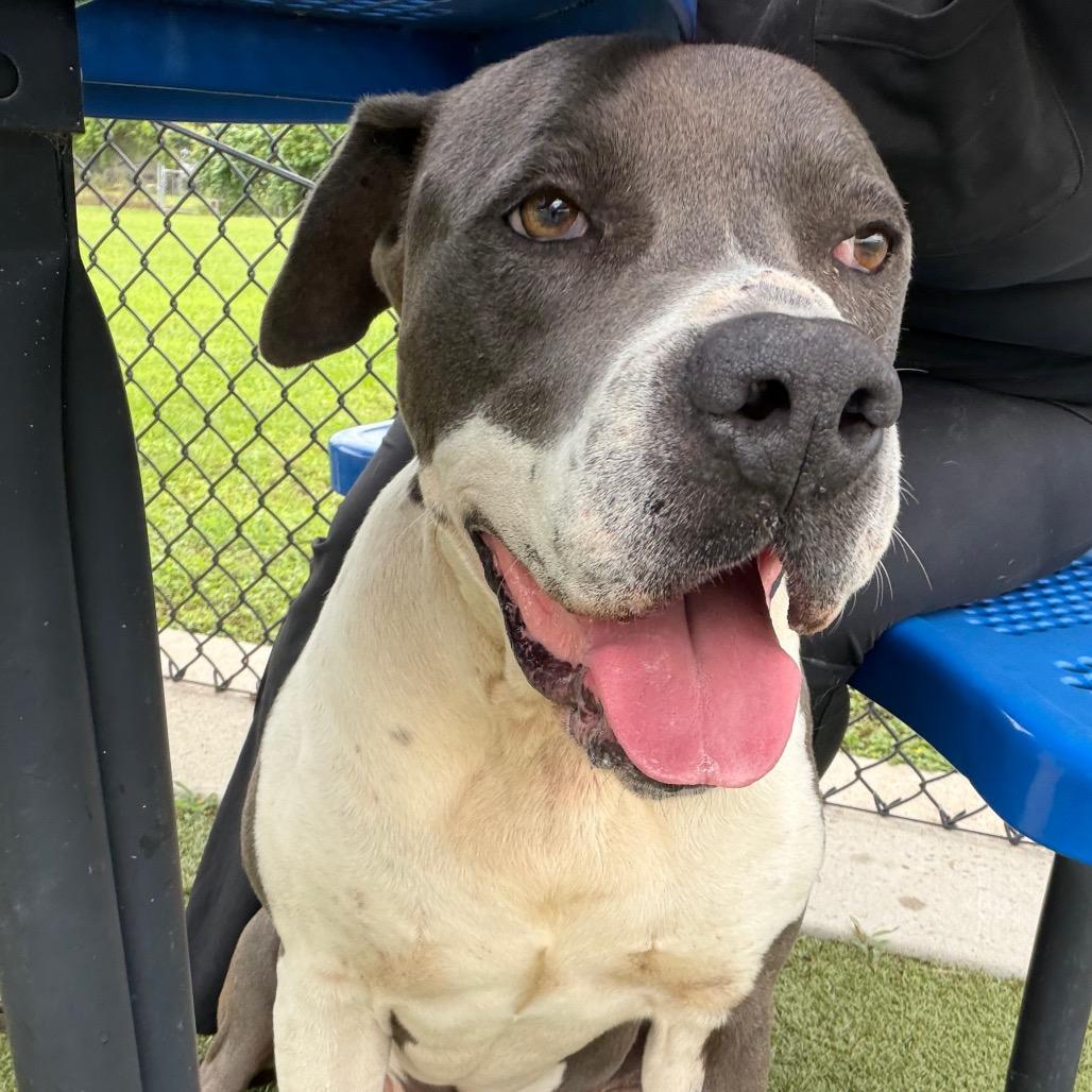Enlarge Criss Cross, a Adoptable mixed breed in Bryan, TX image 5/6