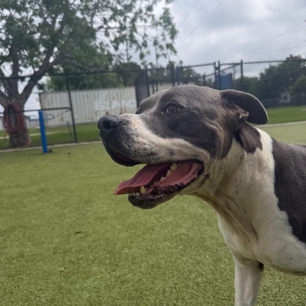Enlarge Criss Cross, a Adoptable mixed breed in Bryan, TX image 6/6