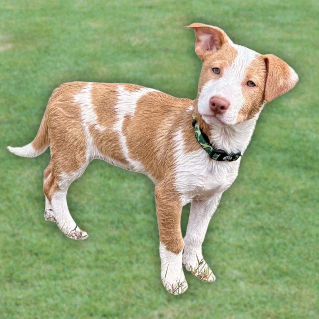 Eazy, Adoptable, Young Female Australian Cattle Dog / Blue Heeler.