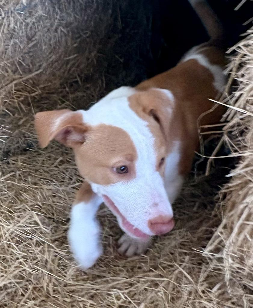 Enlarge Eazy, a Adoptable Australian Cattle Dog / Blue Heeler in Leander, TX image 2/6
