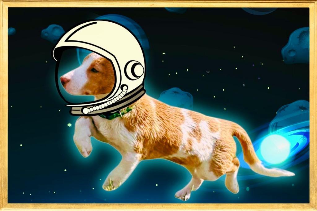 Enlarge Eazy, a Adoptable Australian Cattle Dog / Blue Heeler in Leander, TX image 3/6