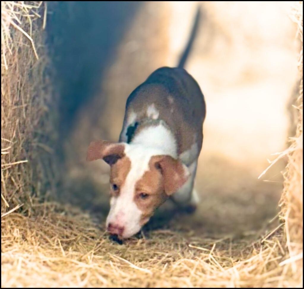 Enlarge Eazy, a Adoptable Australian Cattle Dog / Blue Heeler in Leander, TX image 4/6