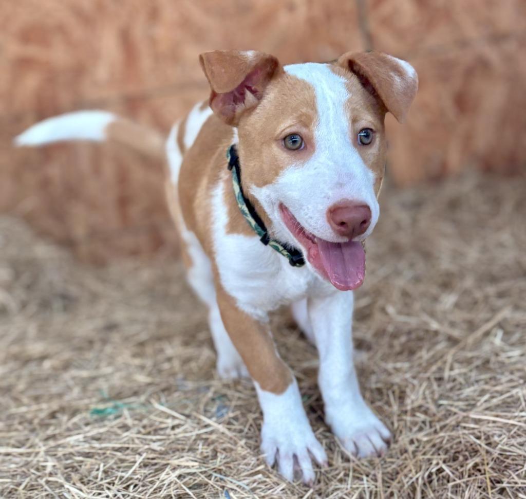 Enlarge Eazy, a Adoptable Australian Cattle Dog / Blue Heeler in Leander, TX image 5/6