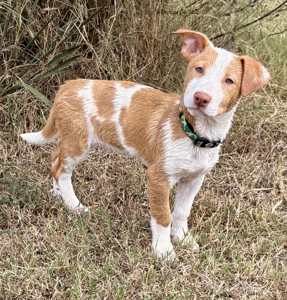 Enlarge Eazy, a Adoptable Australian Cattle Dog / Blue Heeler in Leander, TX image 6/6
