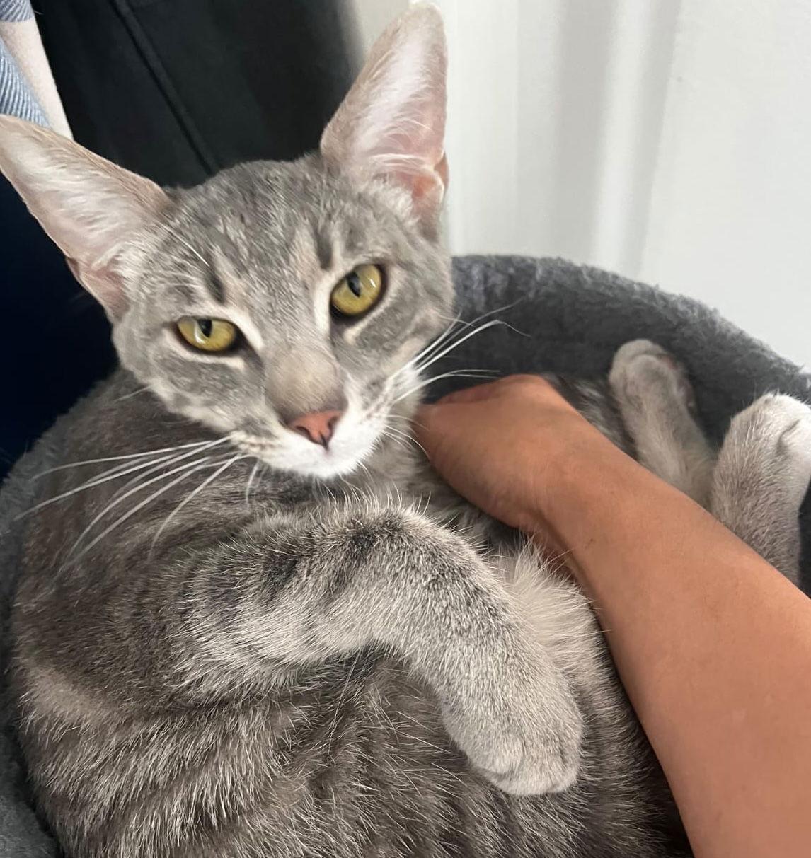 Enlarge Bubbles (& Skibidi), a Adoptable Domestic Short Hair in Castro Valley, CA image 1/5