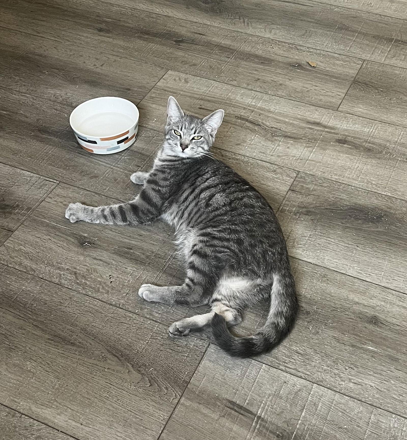 Enlarge Bubbles (& Skibidi), a Adoptable Domestic Short Hair in Castro Valley, CA image 1/3