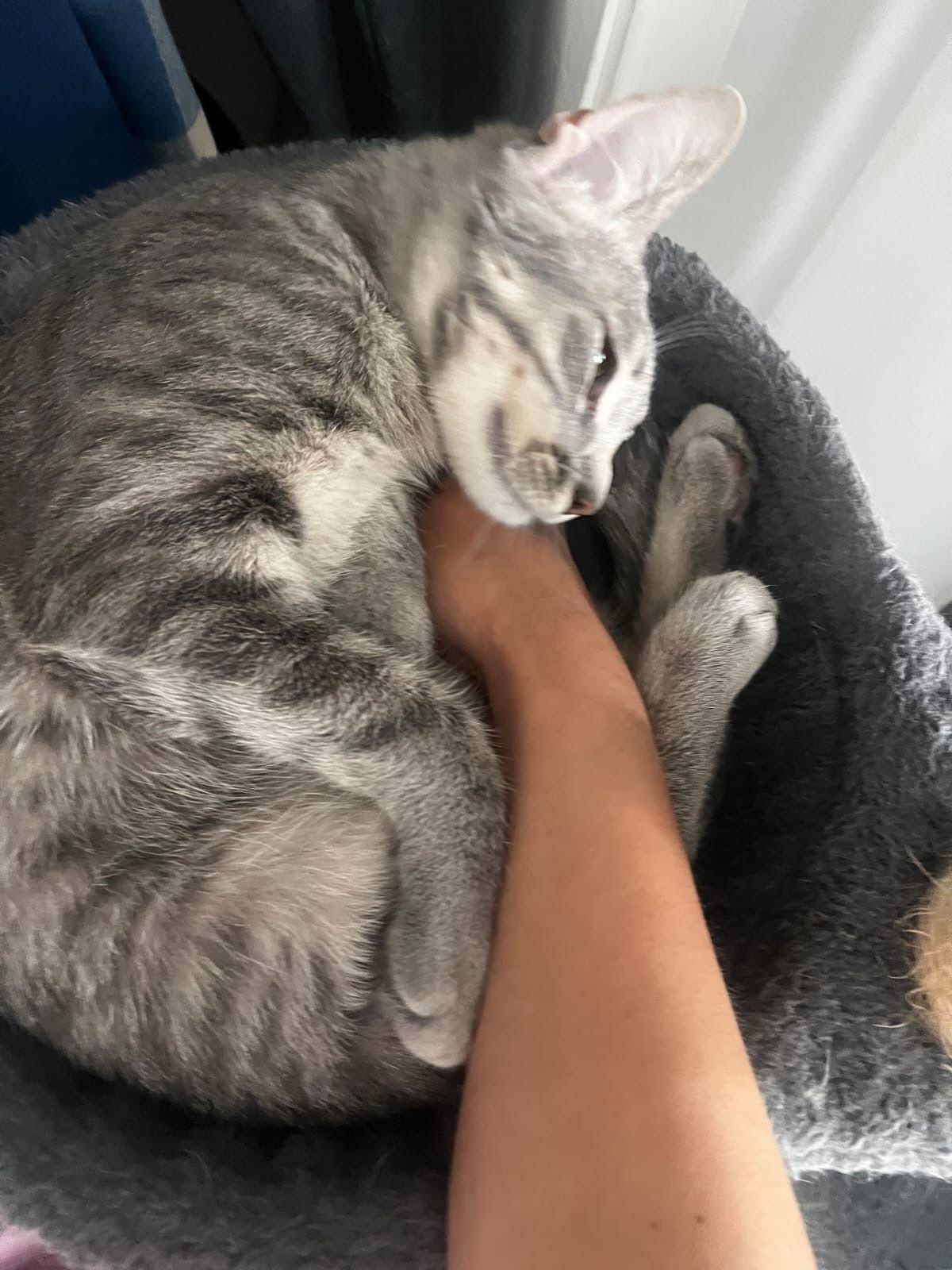 Enlarge Bubbles (& Skibidi), a Adoptable Domestic Short Hair in Castro Valley, CA image 4/5