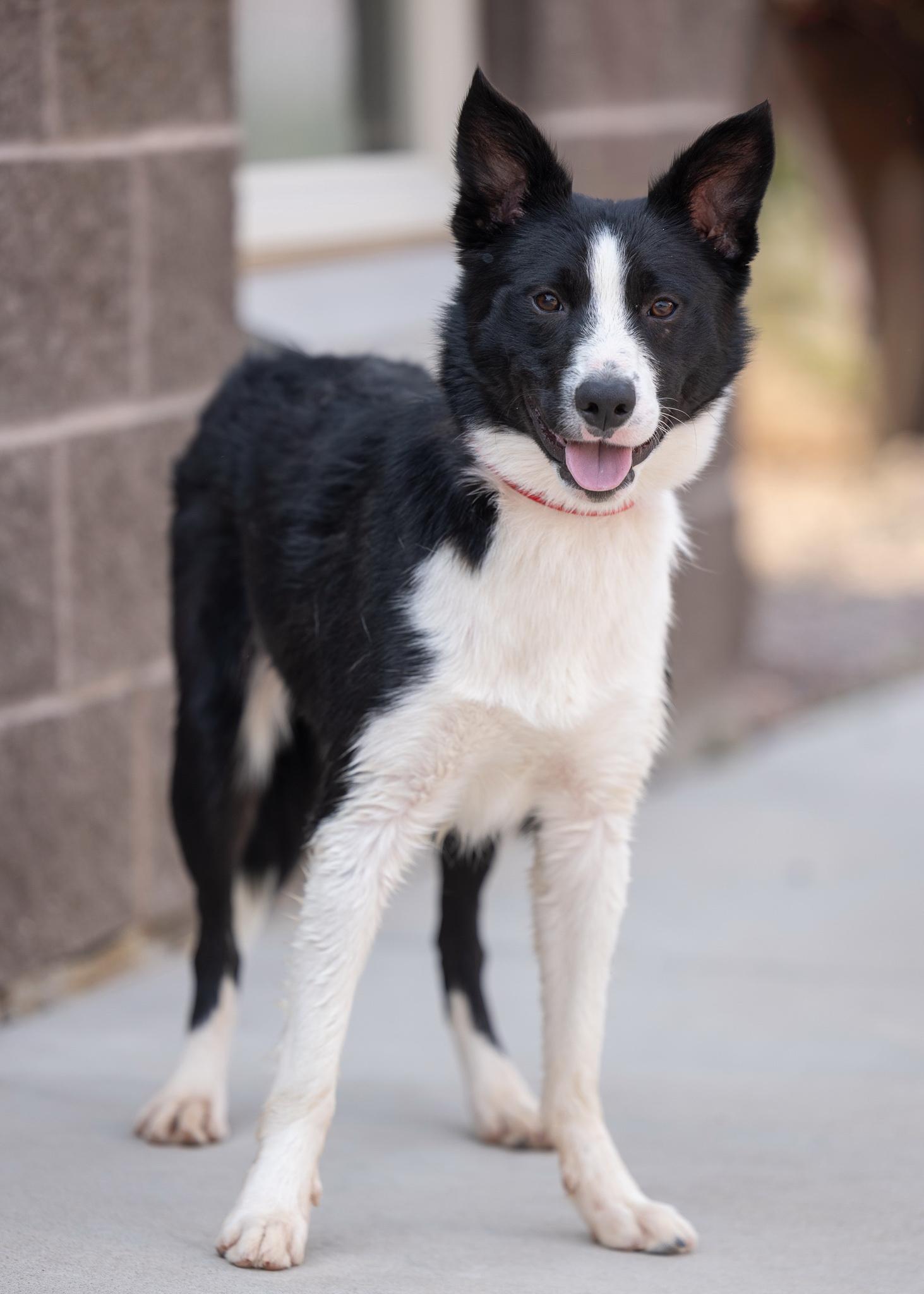 BOOP, a ADOPTABLE Border Collie in Moab, UT image 2/2
