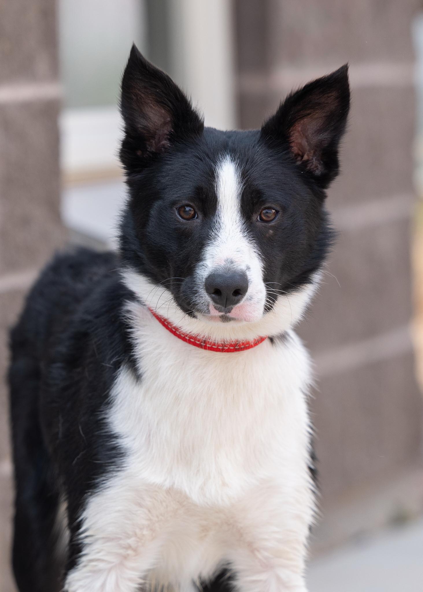 BOOP, ADOPTABLE, Young Male Border Collie.