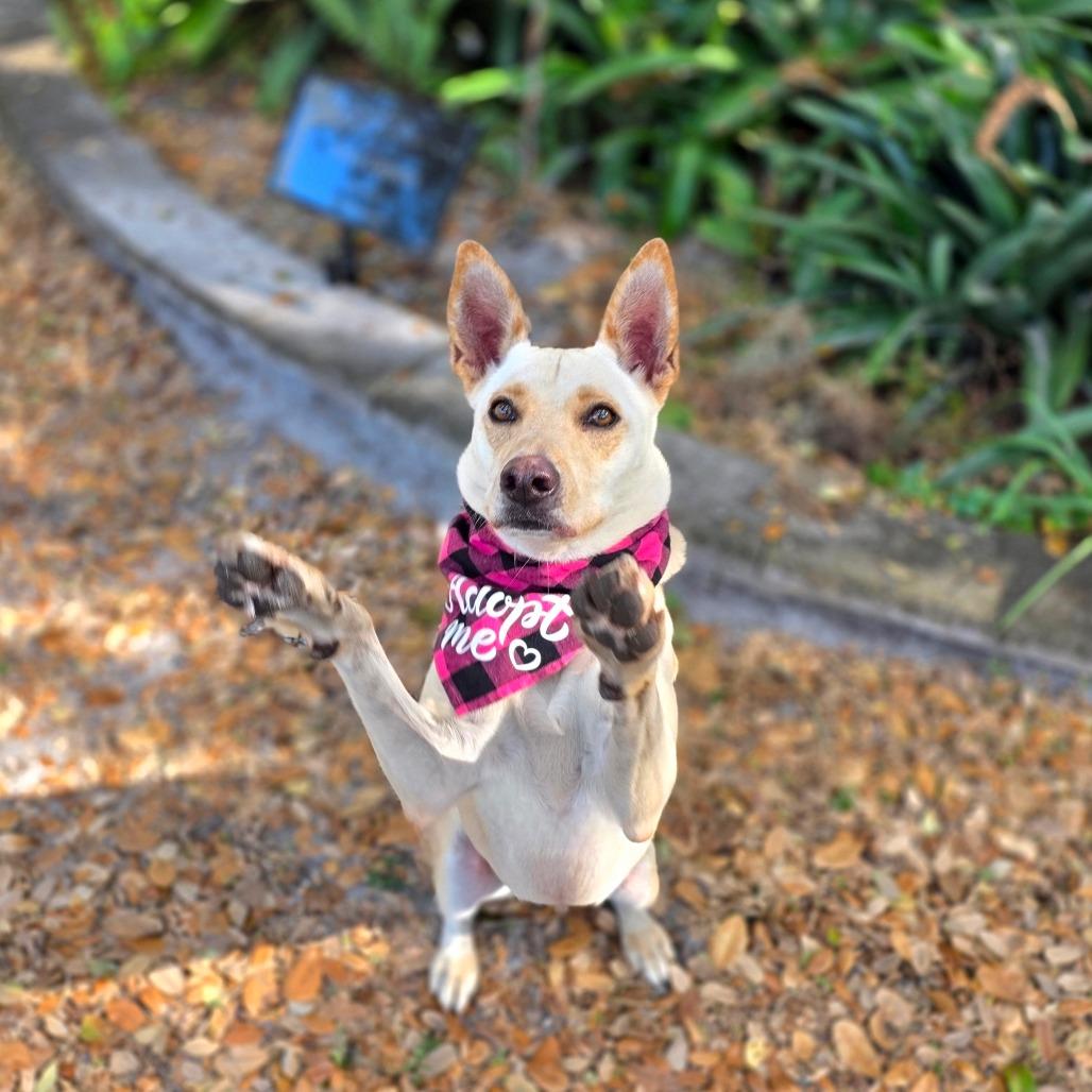 Rosie, Adoptable, Adult Female Labrador Retriever & Mixed Breed.