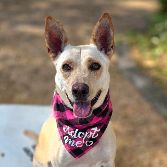 Enlarge Rosie, a Adoptable mixed breed in Clearwater, FL image 2/6