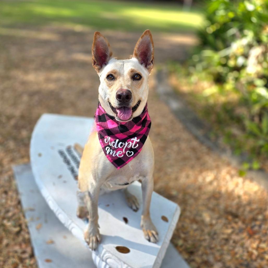 Enlarge Rosie, a Adoptable mixed breed in Clearwater, FL image 3/6