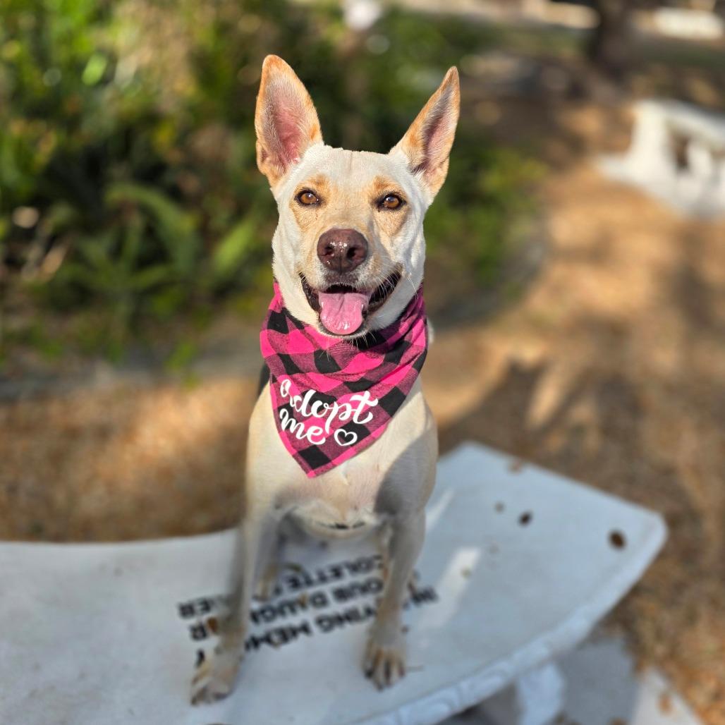 Enlarge Rosie, a Adoptable mixed breed in Clearwater, FL image 4/6