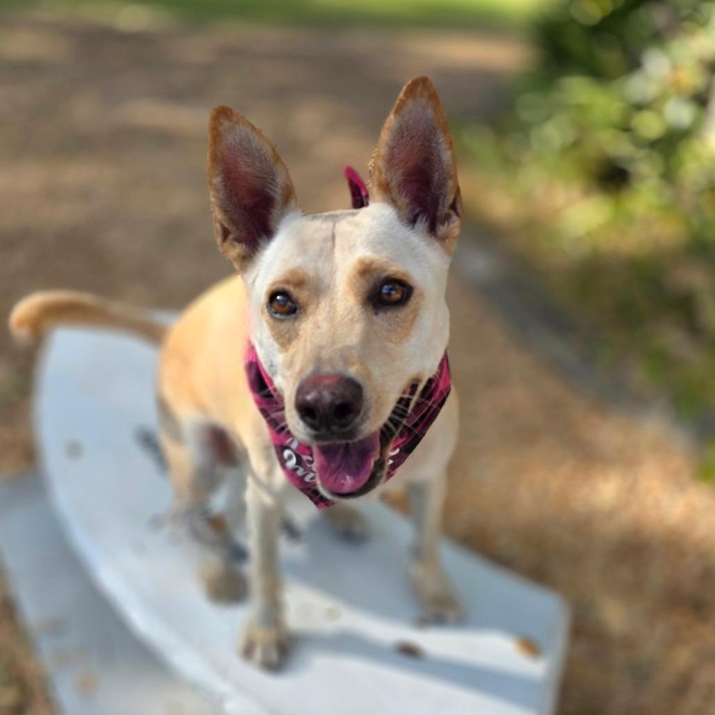 Enlarge Rosie, a Adoptable mixed breed in Clearwater, FL image 5/6