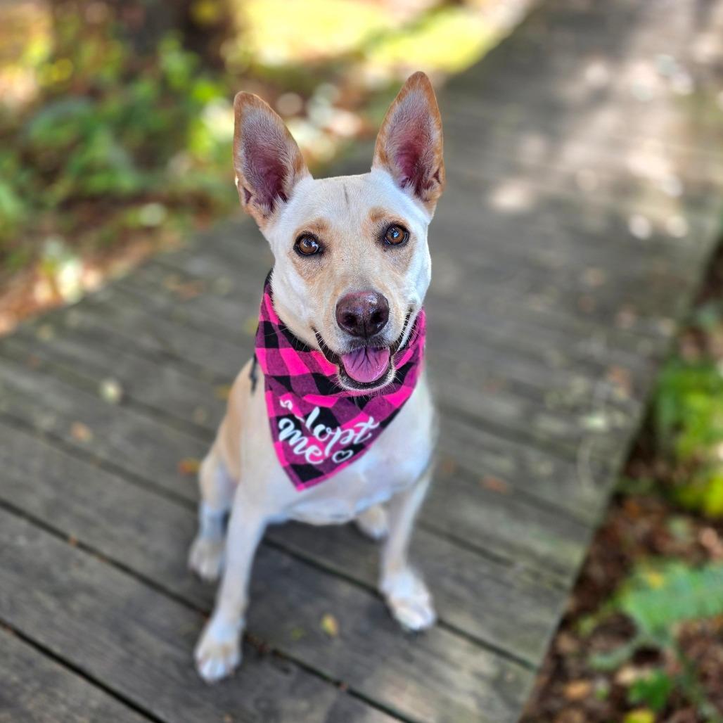 Enlarge Rosie, a Adoptable mixed breed in Clearwater, FL image 6/6