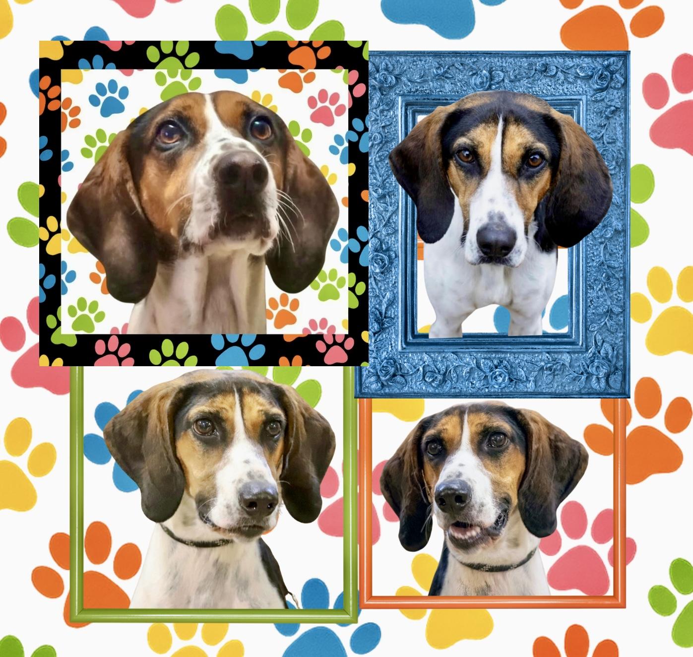 Suzy, Adoptable, Adult Female Coonhound.