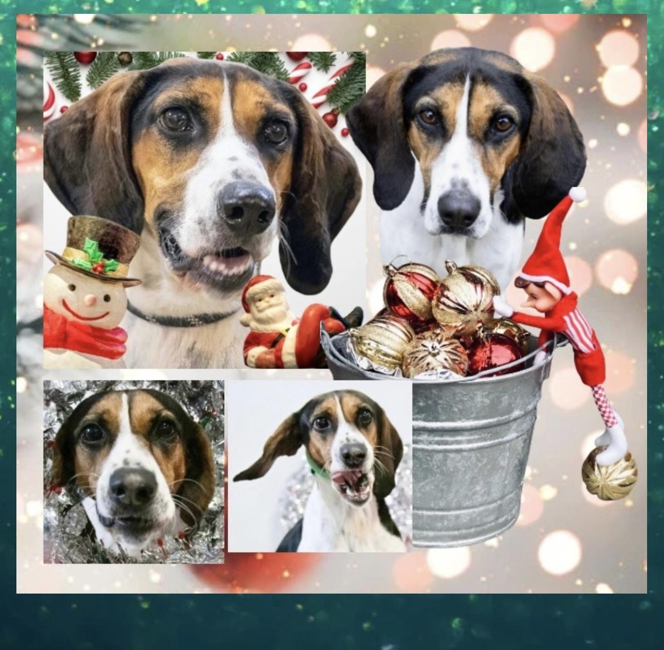 Enlarge Suzy, a Adoptable mixed breed in Westfield, NY image 1/2