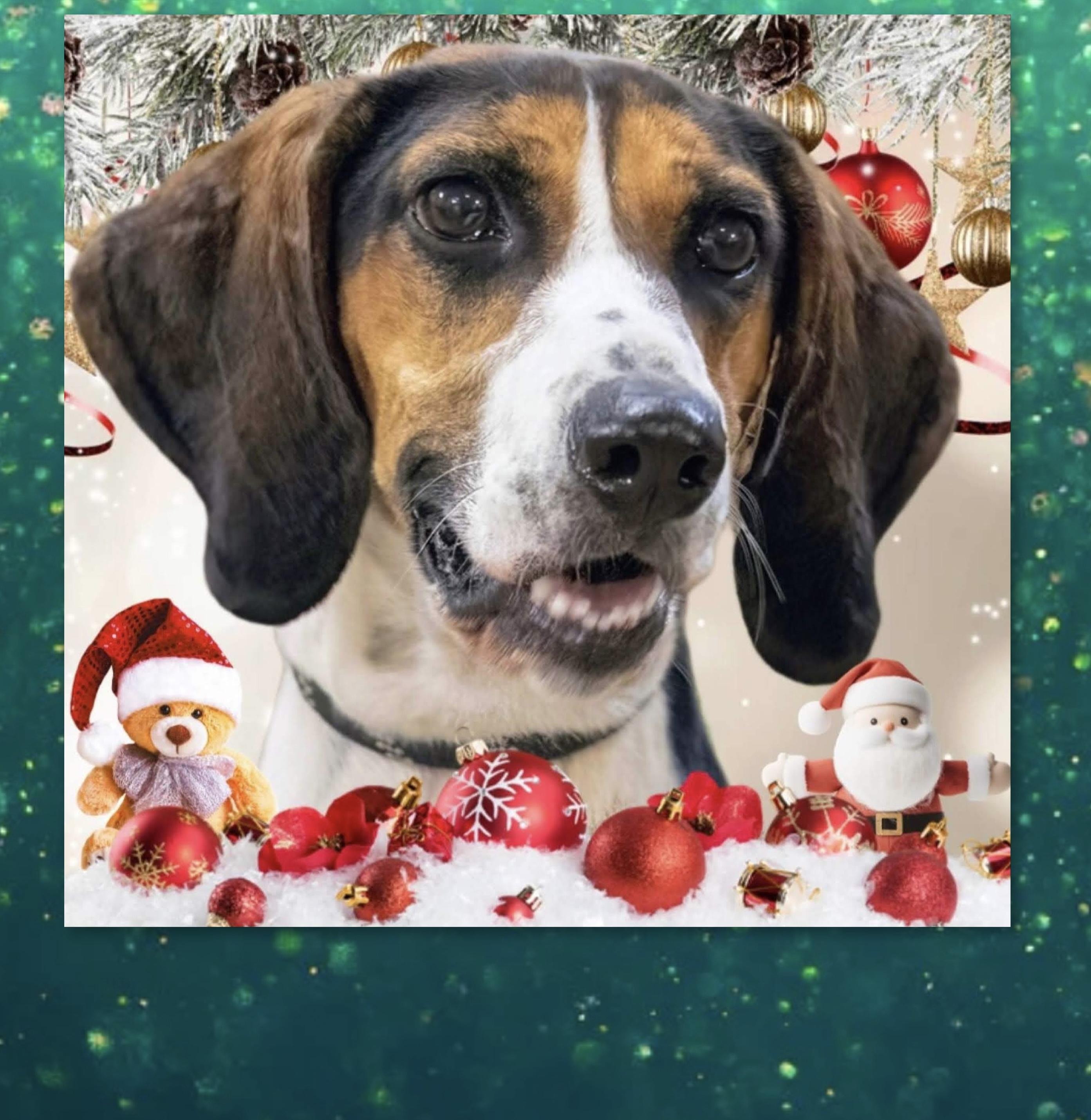 Enlarge Suzy, a Adoptable mixed breed in Westfield, NY image 2/2