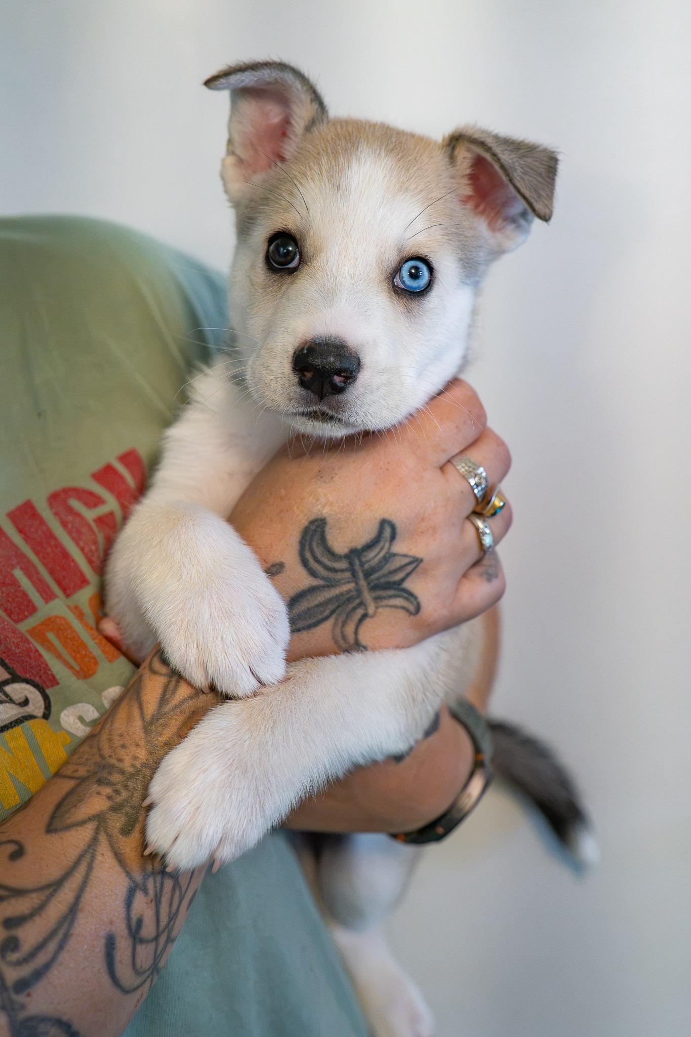 GORDO, an adopted Husky in Globe, AZ image 2/3