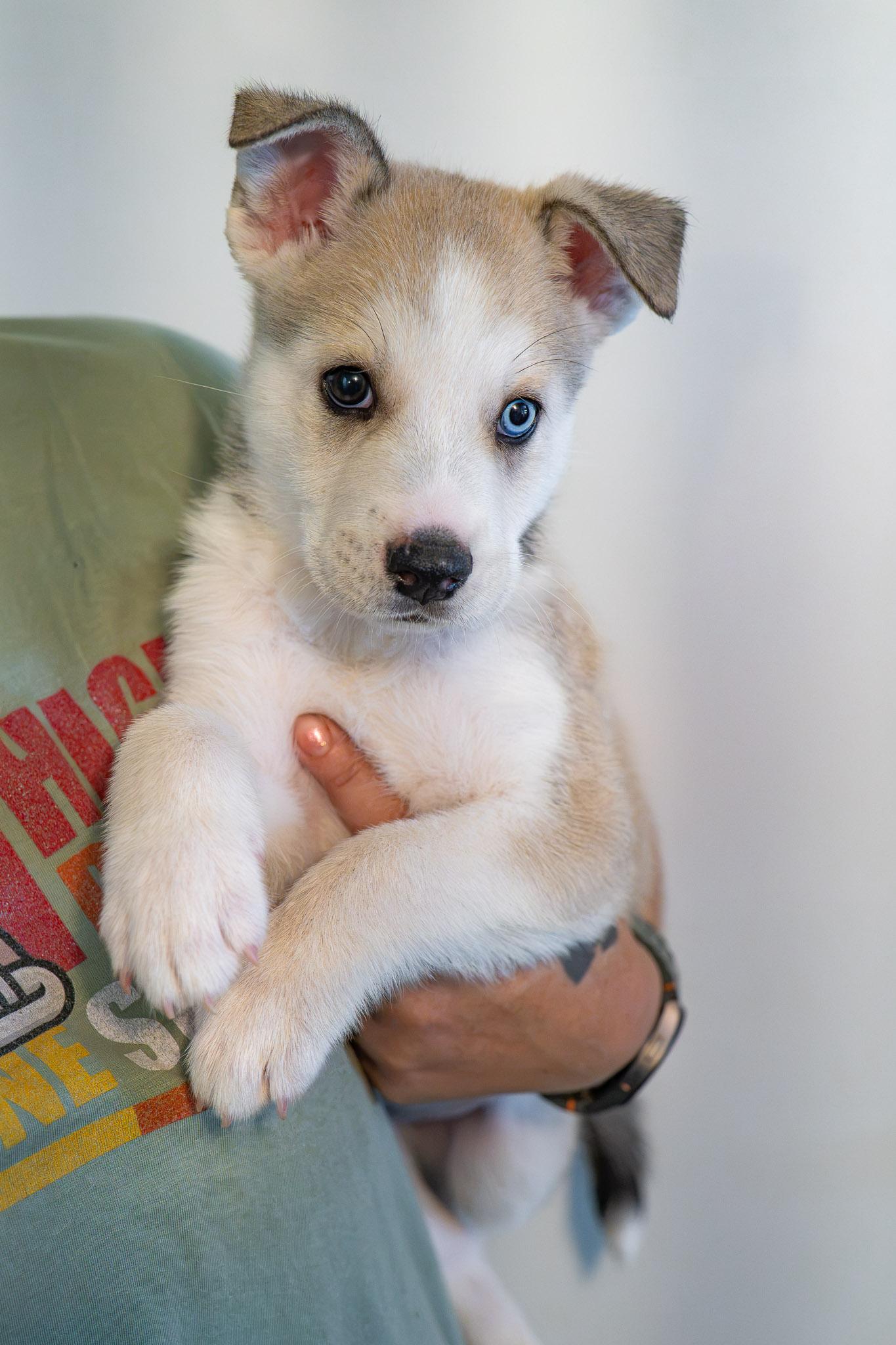 GORDO, an adopted Husky in Globe, AZ image 3/3