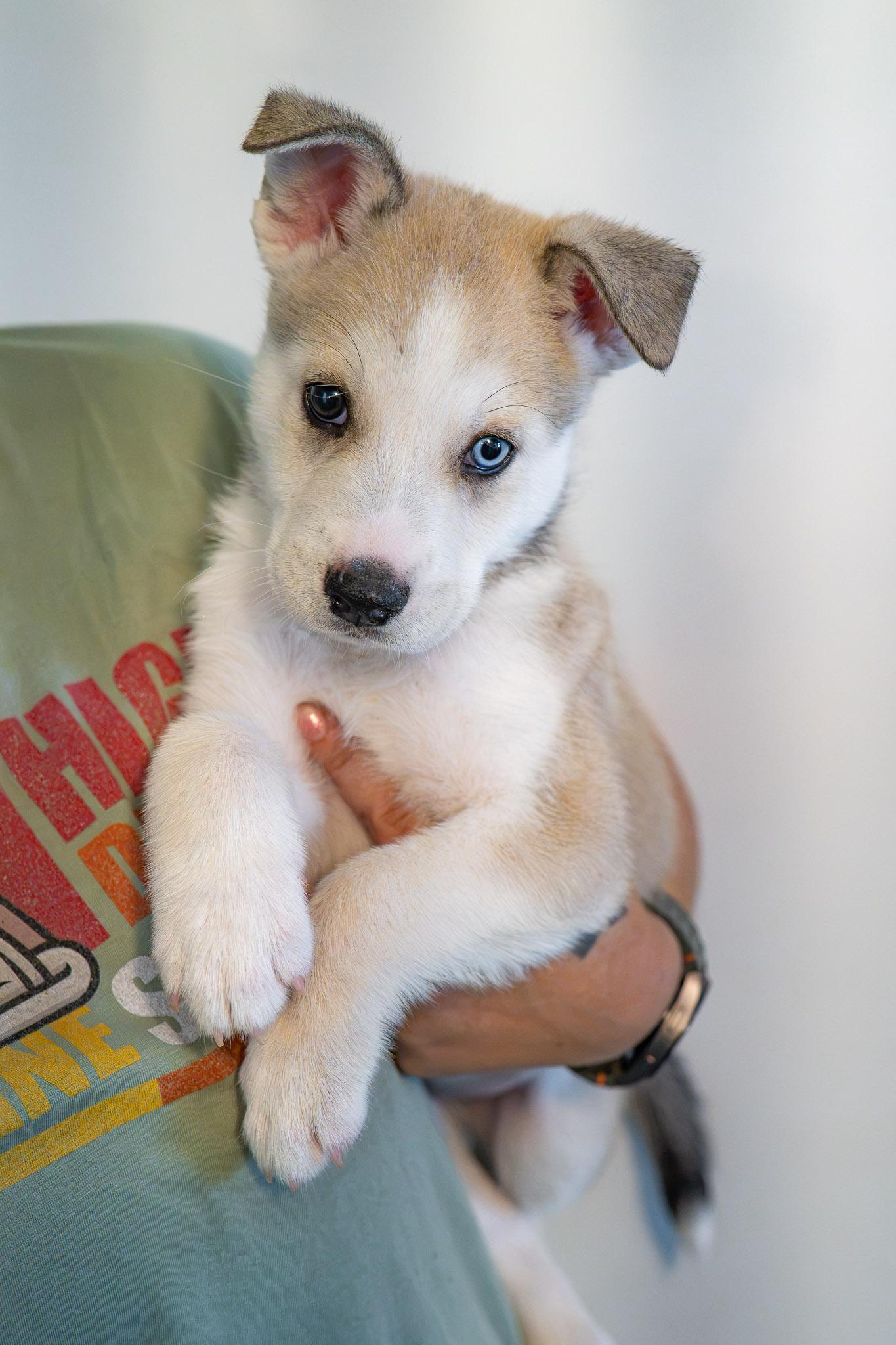 GORDO, adopted, Puppy Male Husky.