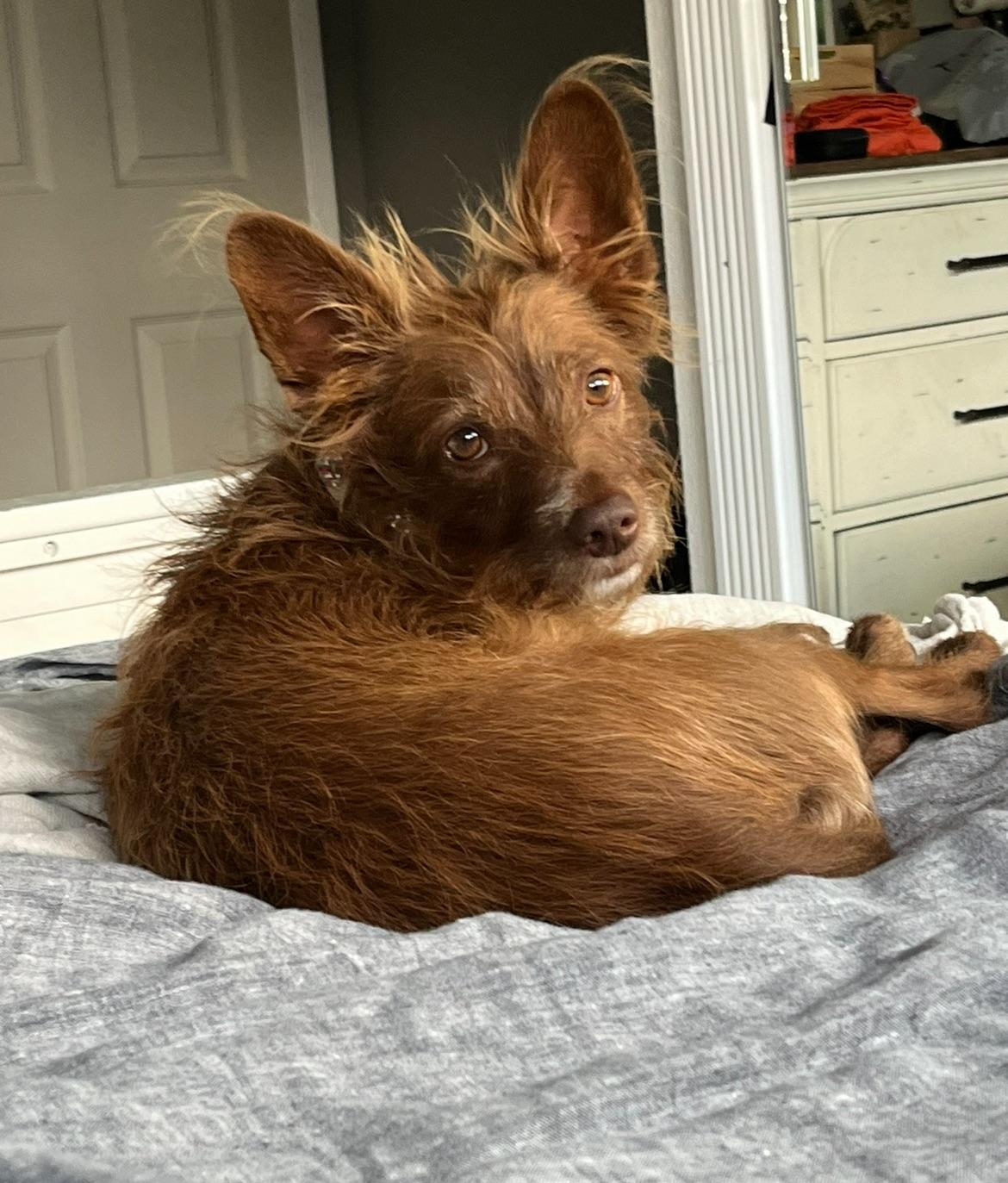 Gizmo