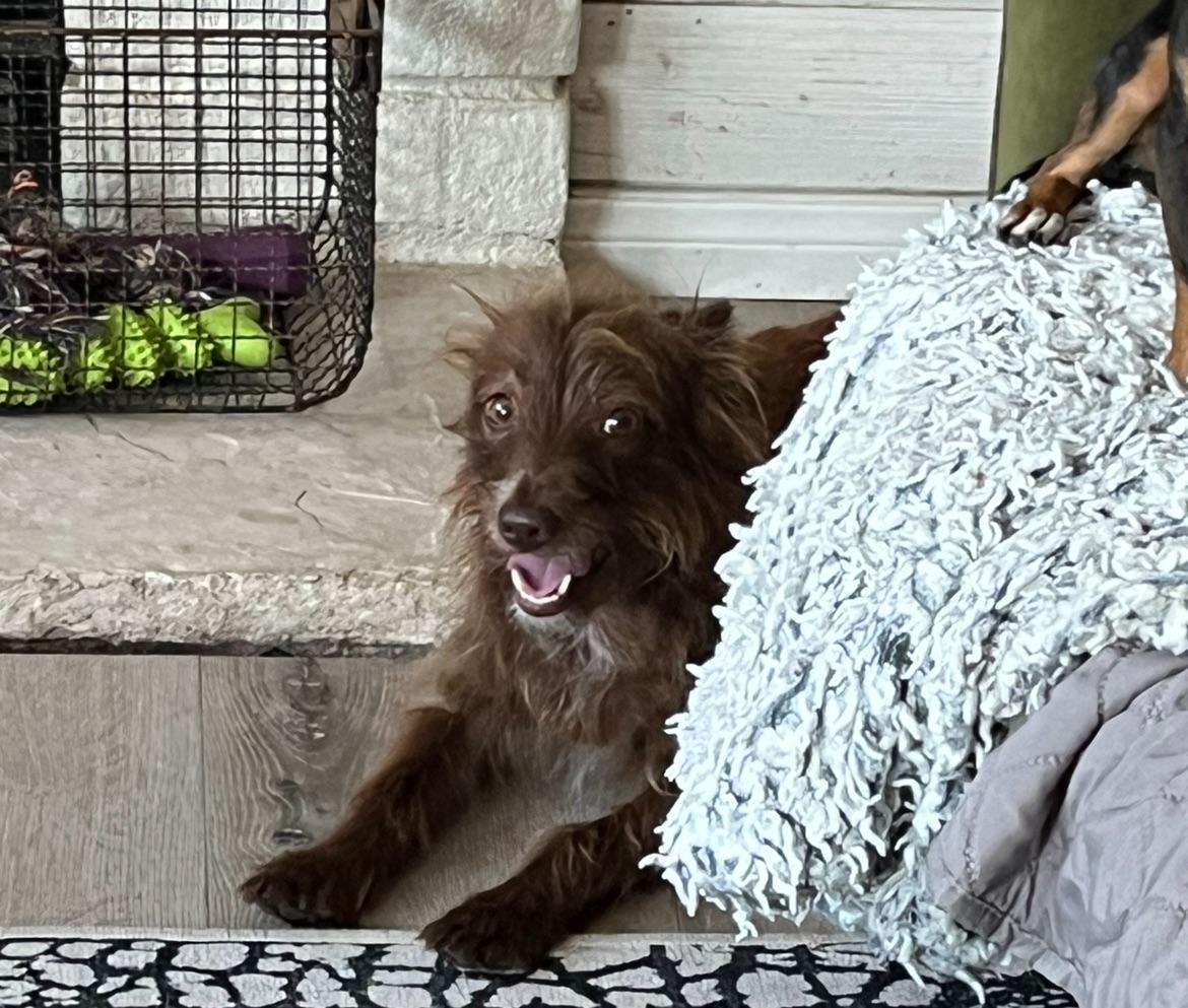 Gizmo