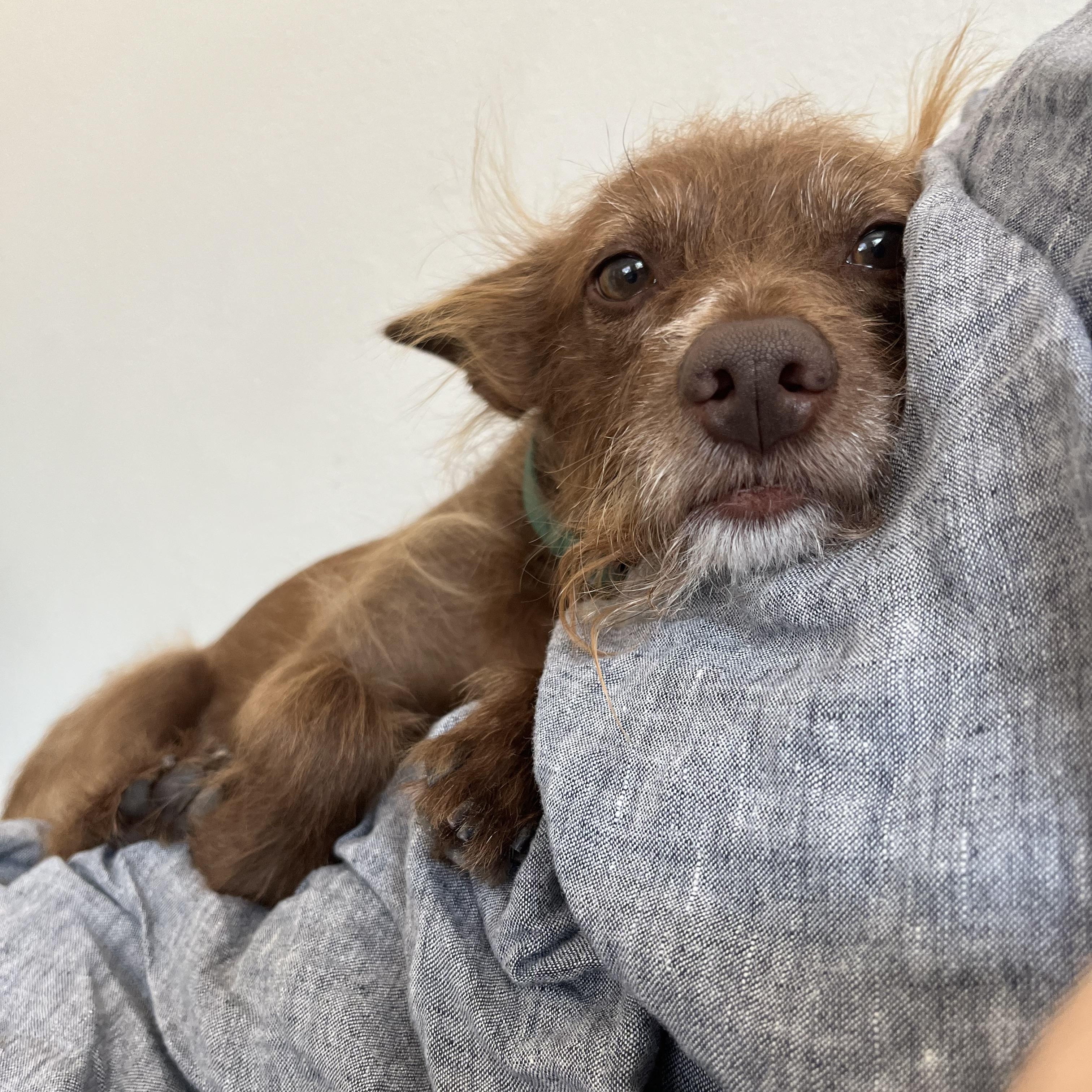 Gizmo