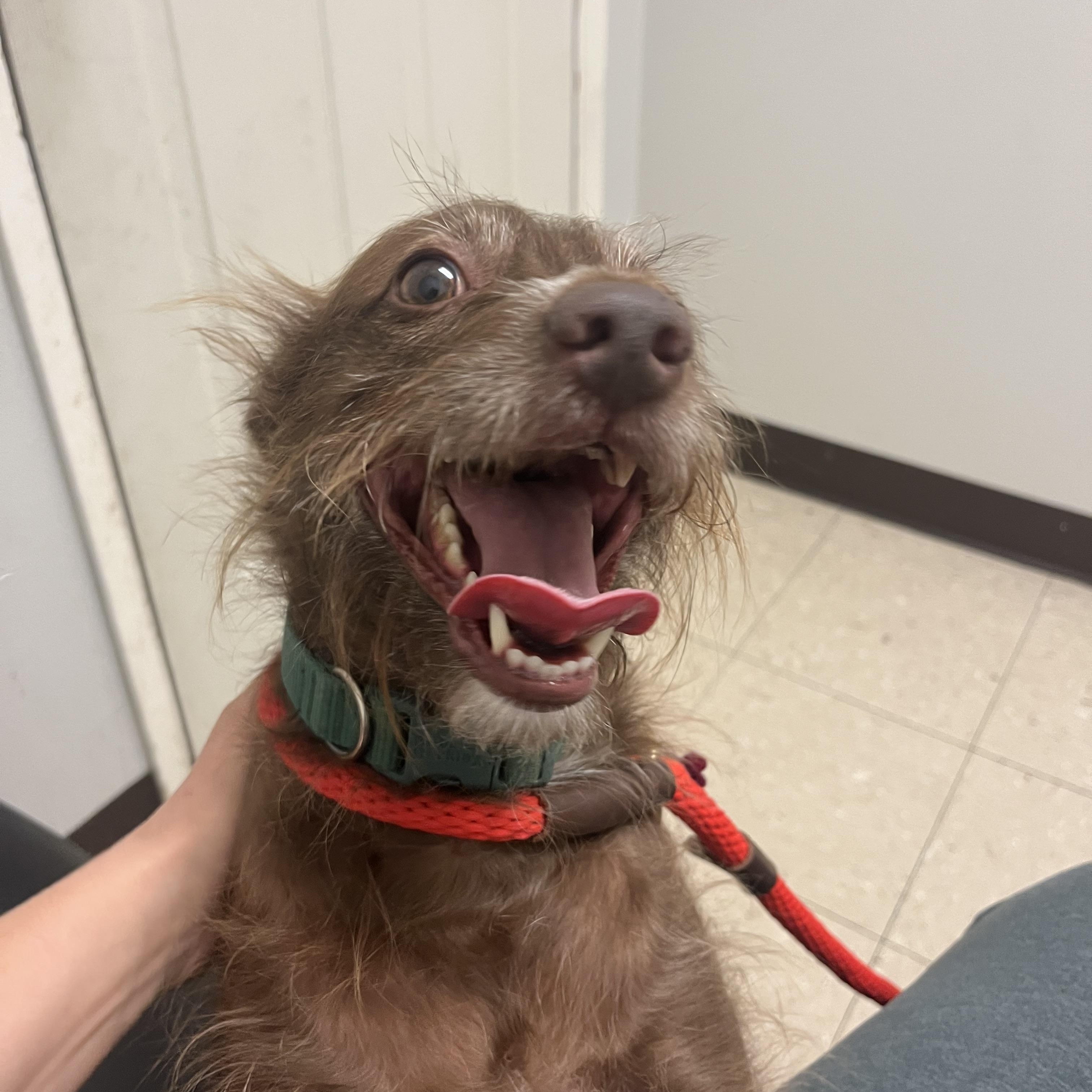 Gizmo