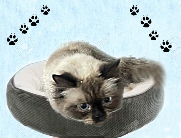 Reginald the III AVO 10/22, an adoptable Himalayan in Farmington Hills, MI, 48335 | Photo Image 6