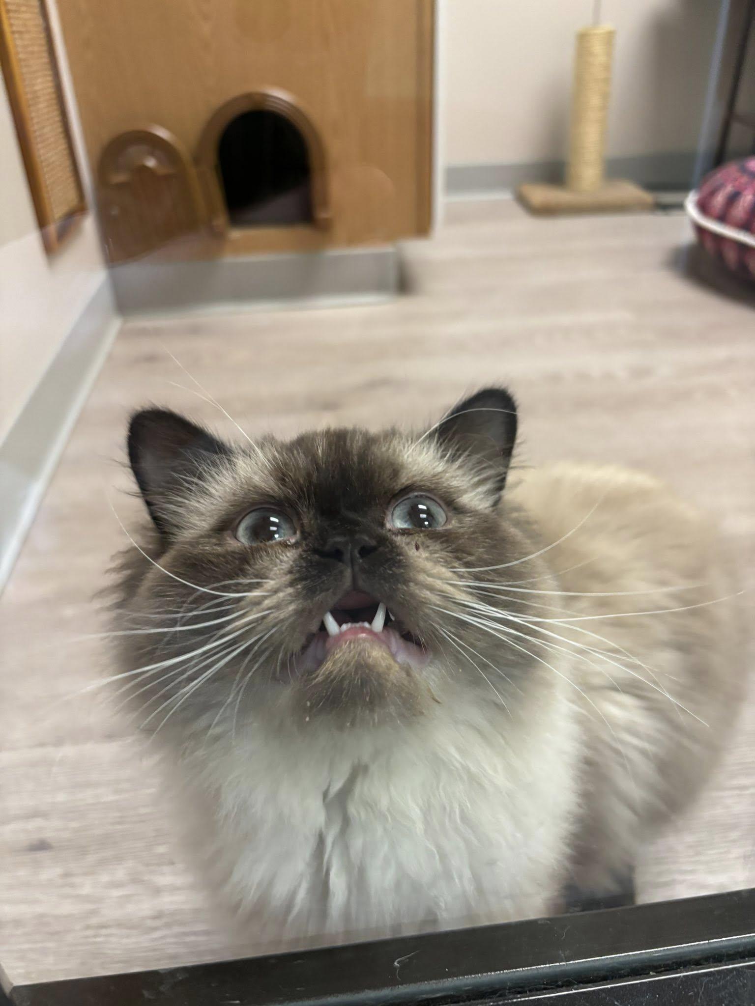 Reginald the III AVO 10/22, an adoptable Himalayan in Farmington Hills, MI, 48335 | Photo Image 2